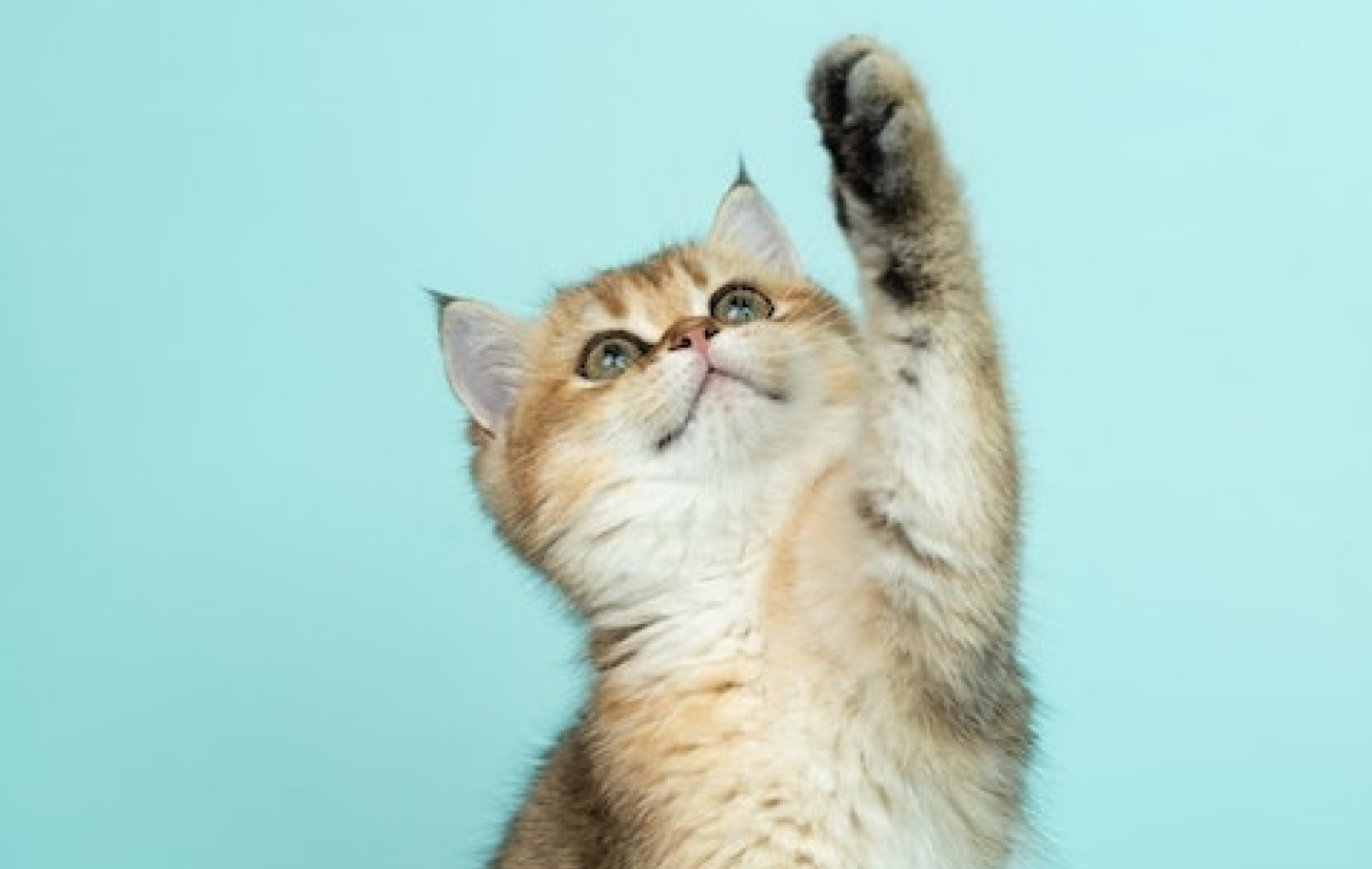 The Only CX that Matters (to Cats)